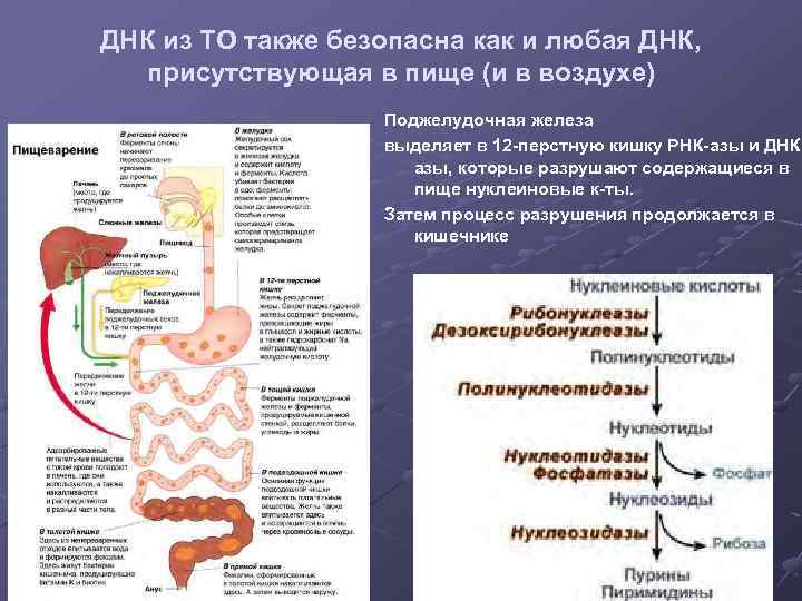 ДНК из ТО также безопасна как и любая ДНК, присутствующая в пище (и в