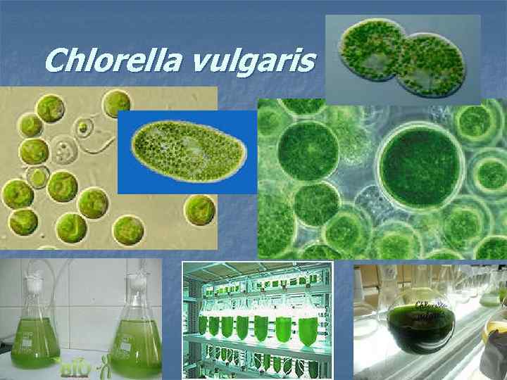 Chlorella vulgaris 