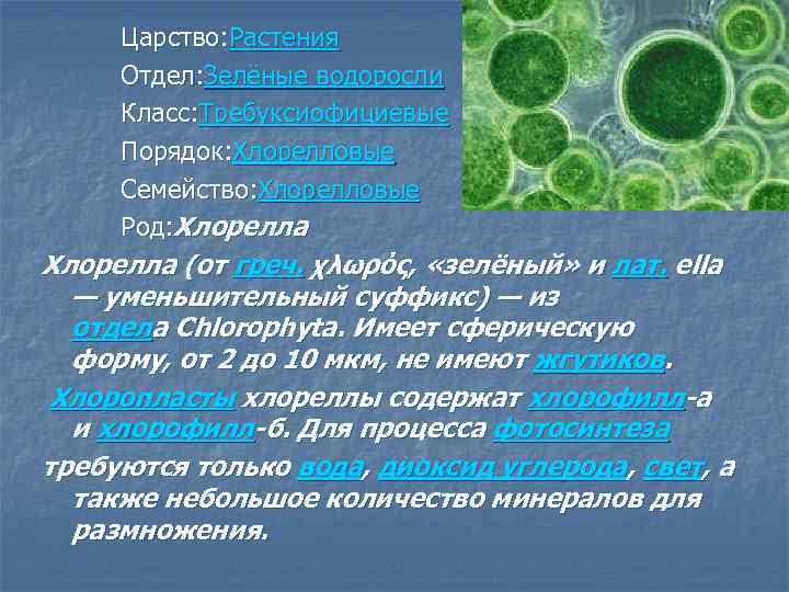 Царство: Растения Отдел: Зелёные водоросли Класс: Требуксиофициевые Порядок: Хлорелловые Семейство: Хлорелловые Род: Хлорелла (от