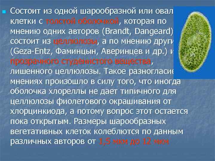 n Состоит из одной шарообразной или овальной клетки с толстой оболочкой, которая по мнению