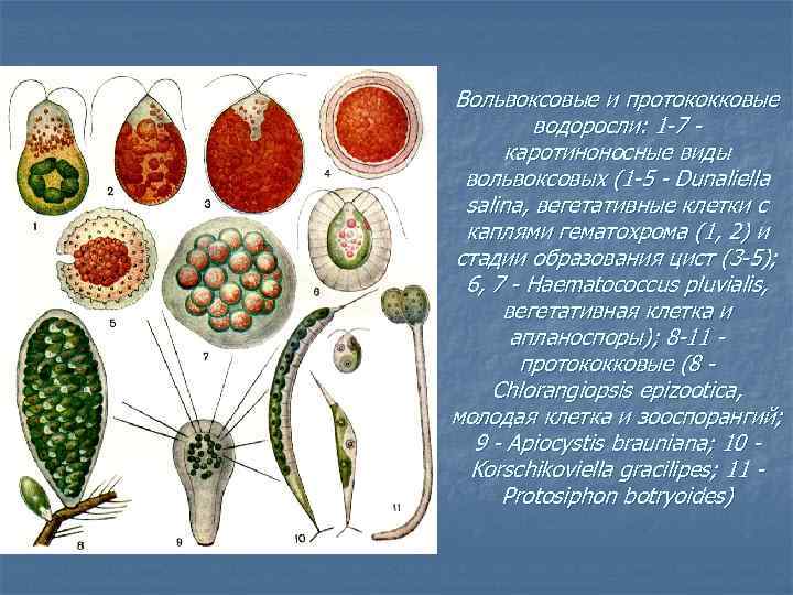 Вольвоксовые и протококковые водоросли: 1 -7 каротиноносные виды вольвоксовых (1 -5 - Dunaliella salina,