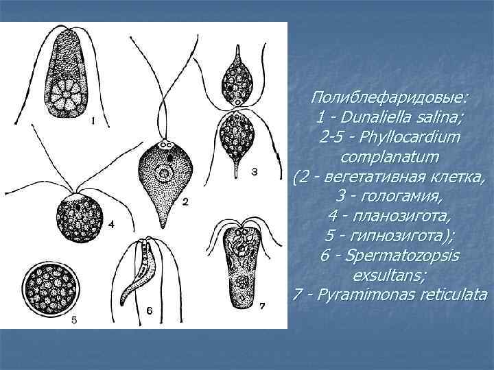 Полиблефаридовые: 1 - Dunaliella salina; 2 -5 - Phyllocardium complanatum (2 - вегетативная клетка,