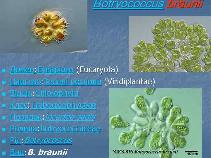 Botryococcus braunii n n n n Домен: Еукаріоти (Eucaryota) Царство: Зелені рослини (Viridiplantae) Відділ: