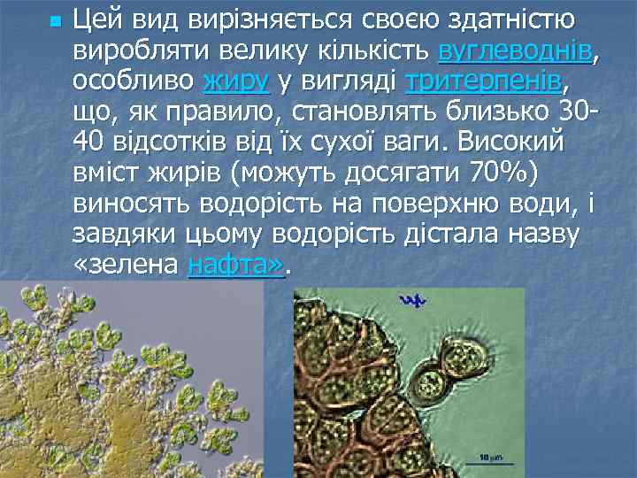 n Цей вид вирізняється своєю здатністю виробляти велику кількість вуглеводнів, особливо жиру у вигляді