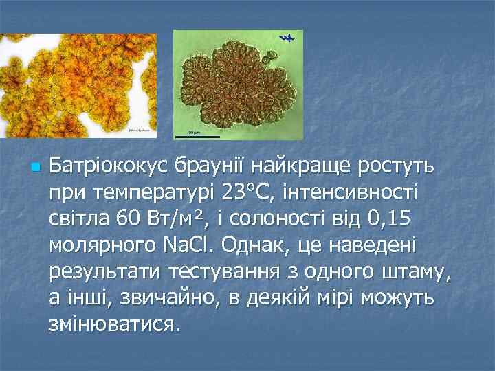 n Батріококус браунії найкраще ростуть при температурі 23°C, інтенсивності світла 60 Вт/м², і солоності