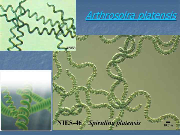 Arthrospira platensis 