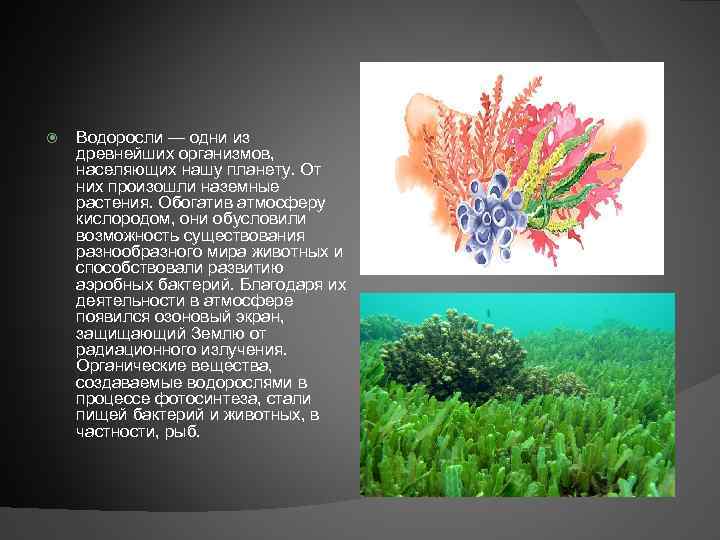 Водоросли — одни из древнейших организмов, населяющих нашу планету. От них произошли наземные