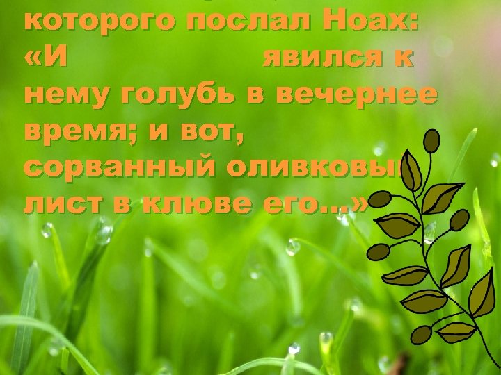 которого послал Ноах: «И явился к нему голубь в вечернее время; и вот, сорванный