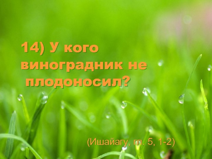 14) У кого виноградник не плодоносил? (Ишайагу, гл. 5, 1 -2) 