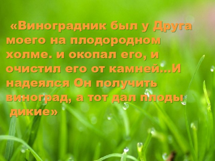  «Виноградник был у Друга моего на плодородном холме. и окопал его, и очистил