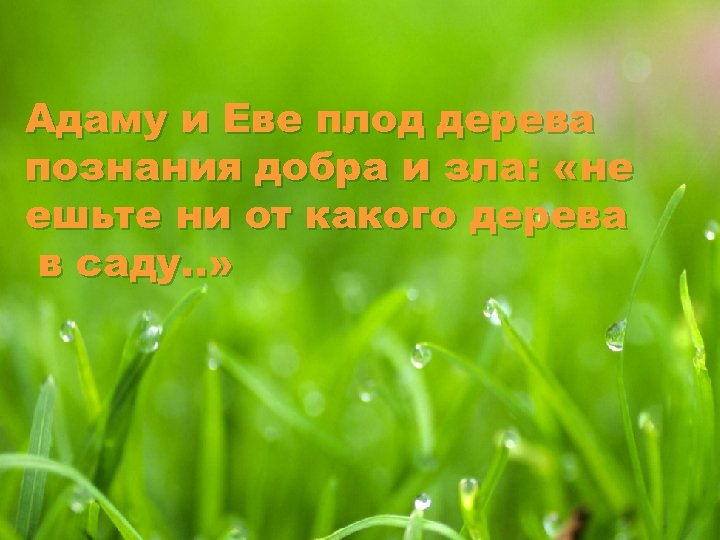 Адаму и Еве плод дерева познания добра и зла: «не ешьте ни от какого