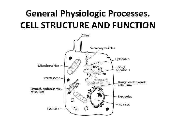 General Physiologic Processes. CELL STRUCTURE AND FUNCTION 