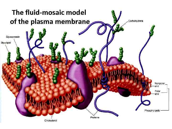 The fluid-mosaic model of the plasma membrane 