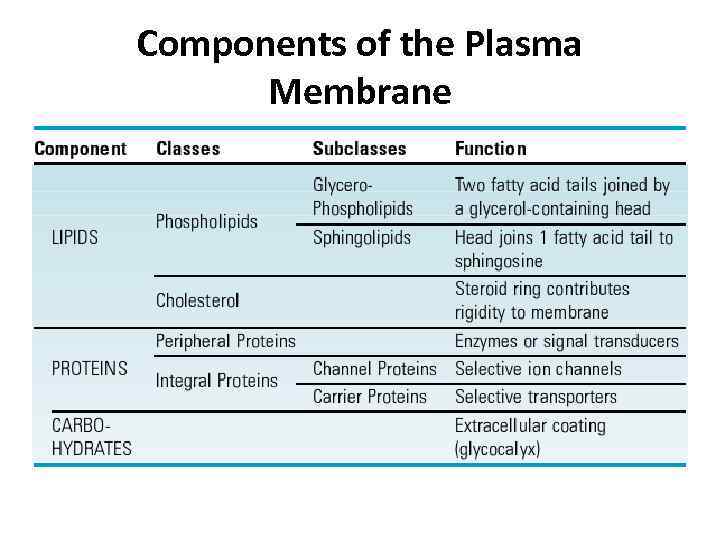 Components of the Plasma Membrane 