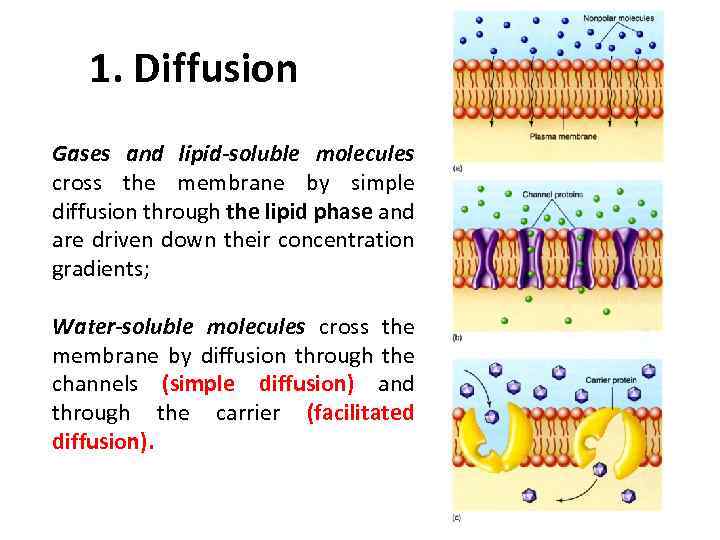 1. Diffusion Gases and lipid-soluble molecules cross the membrane by simple diffusion through the