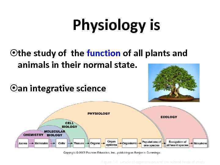 Physiology is ¤the study of the function of all plants and animals in their