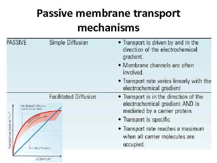 Passive membrane transport mechanisms 