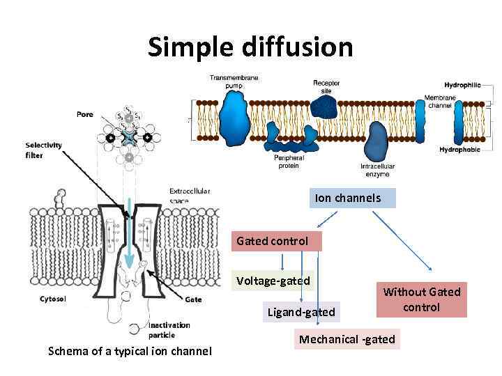 Simple diffusion Ion channels Gated control Voltage-gated Ligand-gated Schema of a typical ion channel