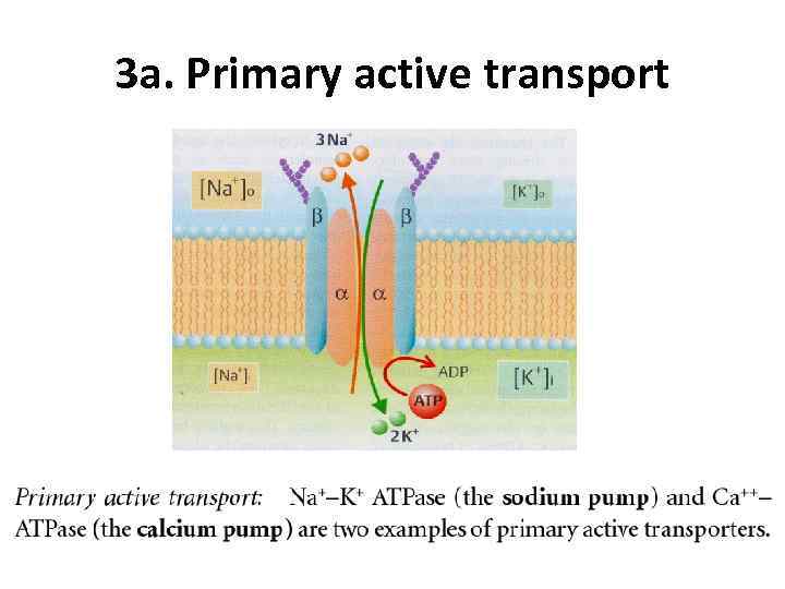 3 a. Primary active transport 