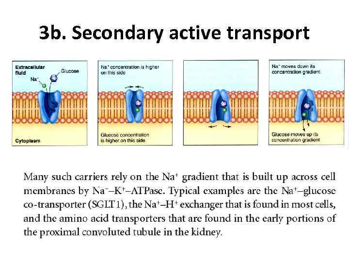 3 b. Secondary active transport 