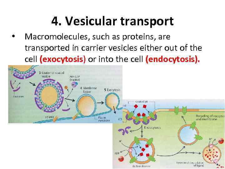 4. Vesicular transport • Macromolecules, such as proteins, are transported in carrier vesicles either