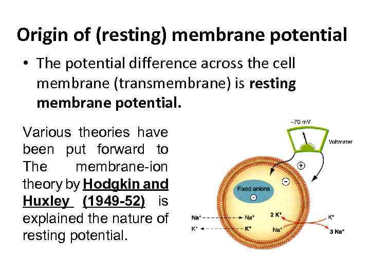 Origin of (resting) membrane potential • The potential difference across the cell membrane (transmembrane)