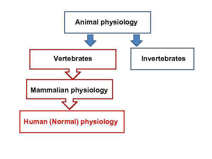 Animal physiology Vertebrates Mammalian physiology Human (Normal) physiology Invertebrates 