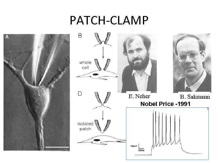 PATCH-CLAMP E. Neher B. Sakmann Nobel Price -1991 