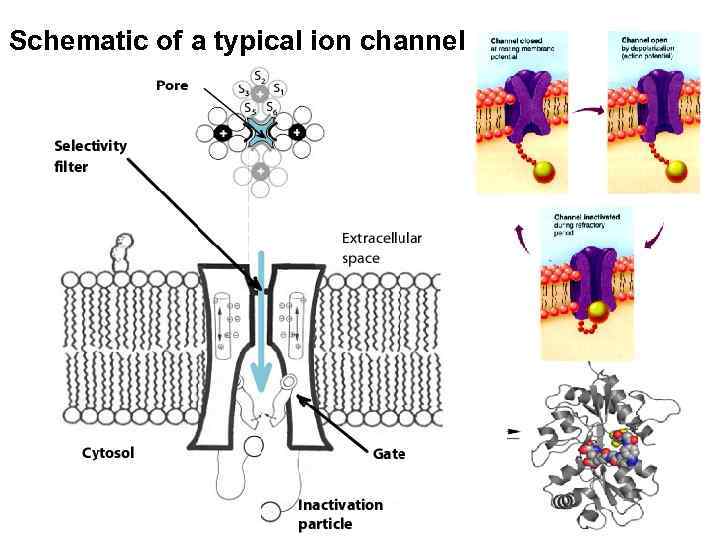 Schematic of a typical ion channel 