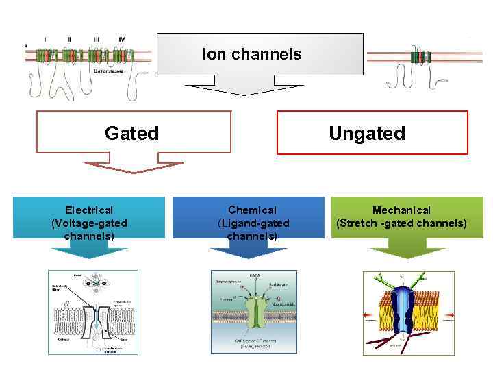 Ion channels Gated Electrical (Voltage-gated channels) Ungated Chemical (Ligand-gated channels) Mechanical (Stretch -gated channels)