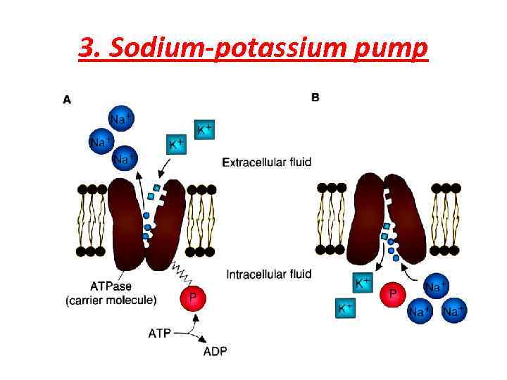3. Sodium-potassium pump 