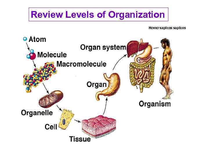 Review Levels of Organization Homo sapiens 