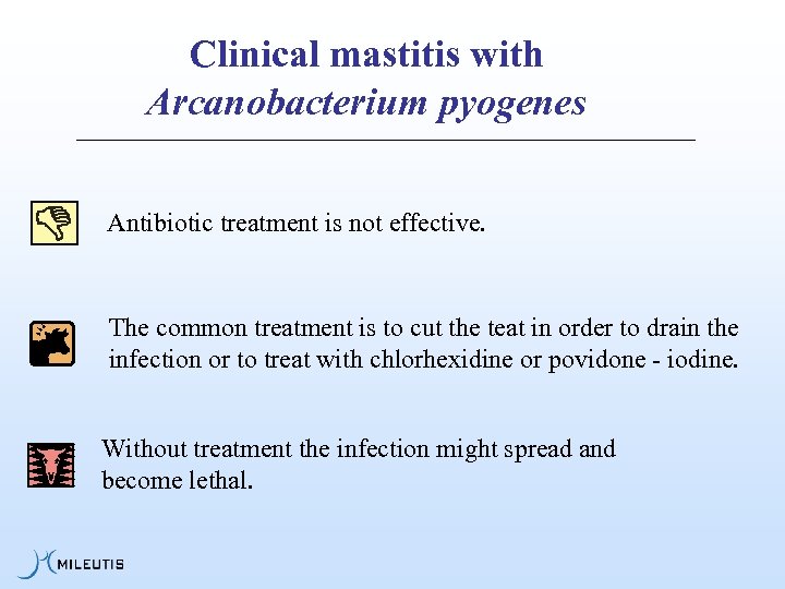 Dry Cow Therapy Mastitis And Milk Enhancement