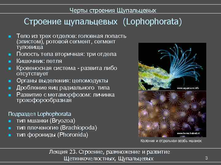 Черты строения Щупальцевых Строение щупальцевых (Lophophorata) n n n n Тело из трех отделов: