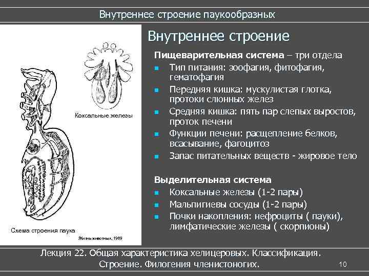 Внутреннее строение паукообразных Внутреннее строение Коксальные железы Пищеварительная система – три отдела n Тип