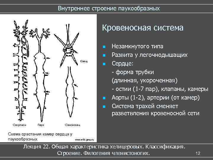 Внутреннее строение паукообразных Кровеносная система n n Клещ n n n Скорпион Паук Незамкнутого