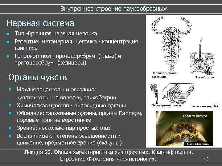 Внутреннее строение паукообразных Нервная система n n n Тип -брюшная нервная цепочка Развитие: метамерная