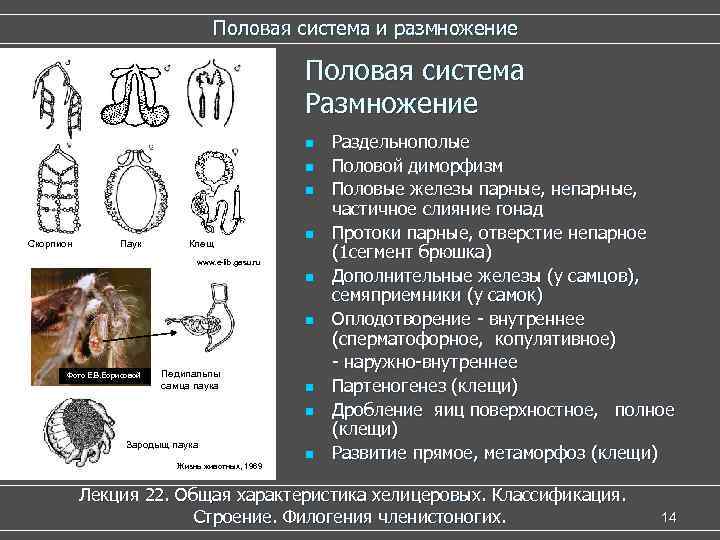 Половая система и размножение Половая система Размножение n n n Скорпион Паук Клещ n