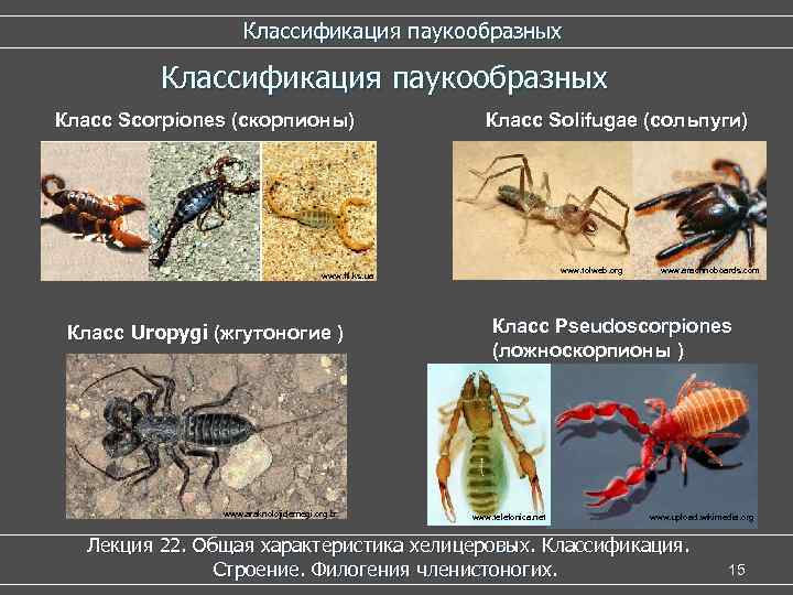 Какой тип питания характерен для морского скорпиона изображенного на рисунке