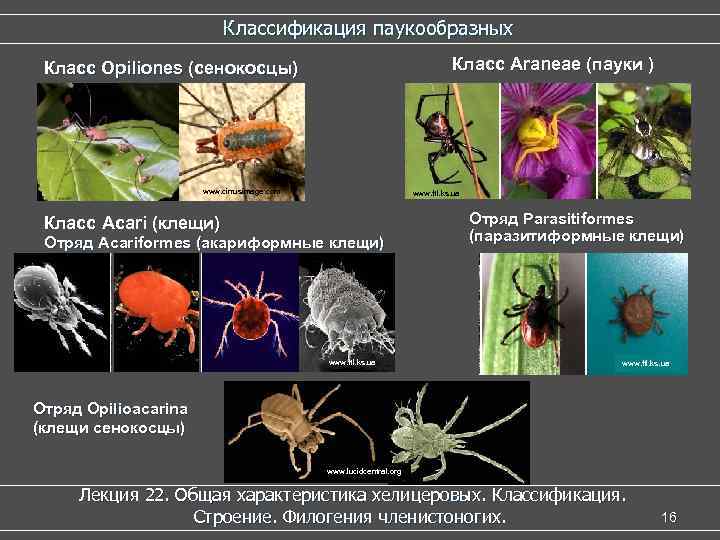 Классификация паукообразных Класс Araneae (пауки ) Класс Opiliones (сенокосцы) www. cirrusimage. com www. ftl.