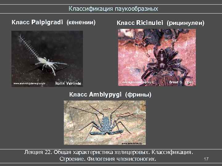 Классификация паукообразных Класс Palpigradi (кенении) www. araknolojidernegi. org. tr Класс Ricinulei (рицинулеи) www. araknolojidernegi.