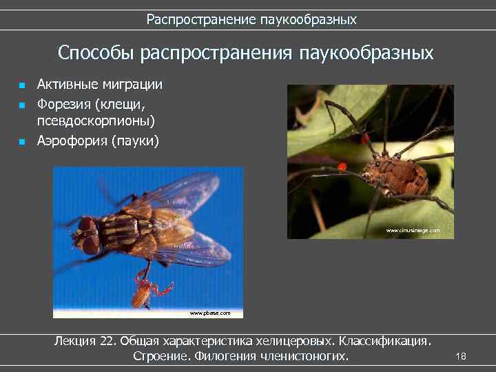 Распространение паукообразных Способы распространения паукообразных n n n Активные миграции Форезия (клещи, псевдоскорпионы) Аэрофория