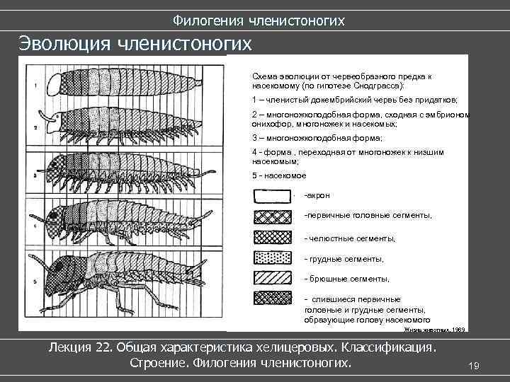 Схема классификации членистоногих