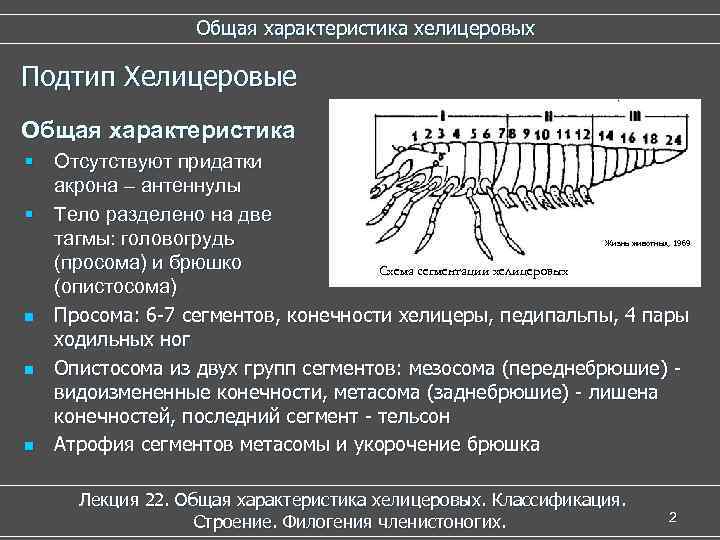 Общая характеристика хелицеровых Подтип Хелицеровые Общая характеристика § Отсутствуют придатки акрона – антеннулы §