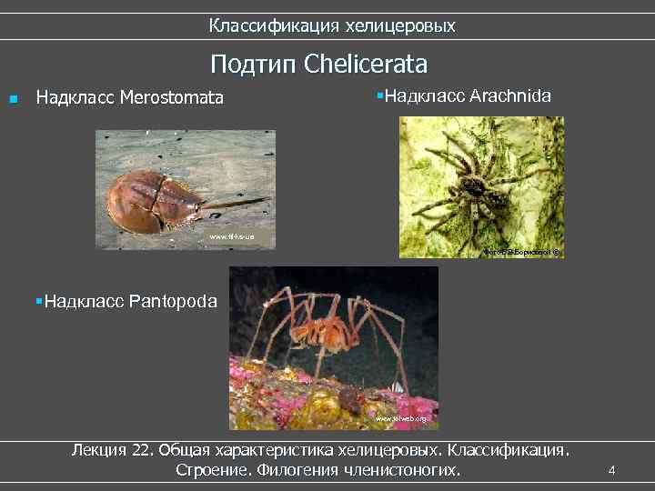 Классификация хелицеровых Подтип Chelicerata n Надкласс Merostomata §Надкласс Arachnida www. ftl-ks-ua Фото Е. В.