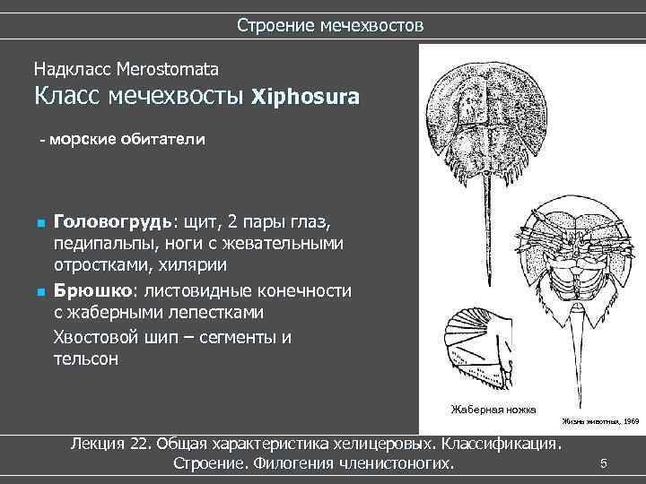 Строение мечехвостов Надкласс Merostomata Класс мечехвосты Xiphosura - морские обитатели n n Головогрудь: щит,