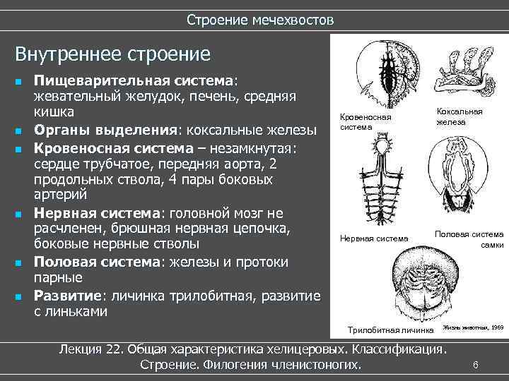 Строение мечехвостов Внутреннее строение n n n Пищеварительная система: жевательный желудок, печень, средняя кишка