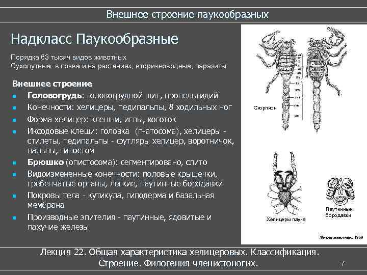 Внешнее строение паукообразных Надкласс Паукообразные Порядка 63 тысяч видов животных Сухопутные: в почве и