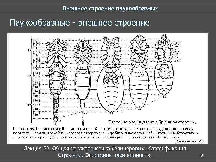 Внешнее строение паукообразных Паукообразные - внешнее строение Строение арахнид (вид с брюшной стороны): I