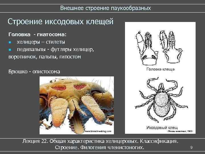 Внешнее строение паукообразных Строение иксодовых клещей Головка - гнатосома: n хелицеры – стилеты n